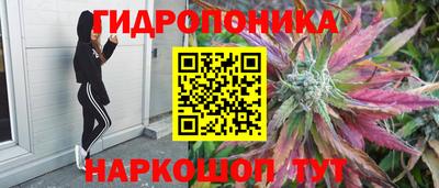дурь Кингисепп